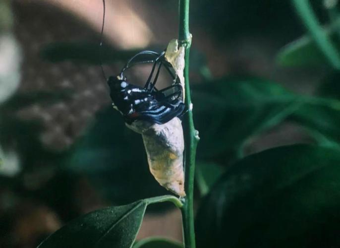 中国科技馆影院观影攻略:巨幕电影与球幕影院体验分享,亲子科普打卡必看